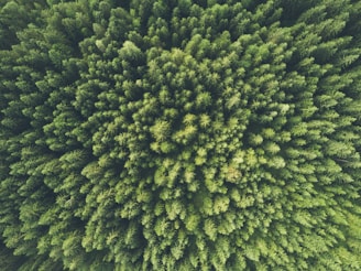 Photographie en vue aérienne d'arbres verts
