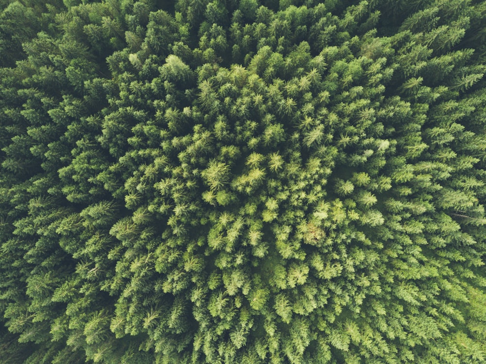 bird eye view photography of a green trees