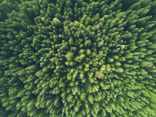 bird eye view photography of a green trees in Sankt Martin am Tennengebirge Austria