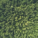 bird eye view photography of a green trees