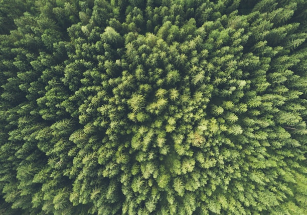 bird eye view photography of a green trees