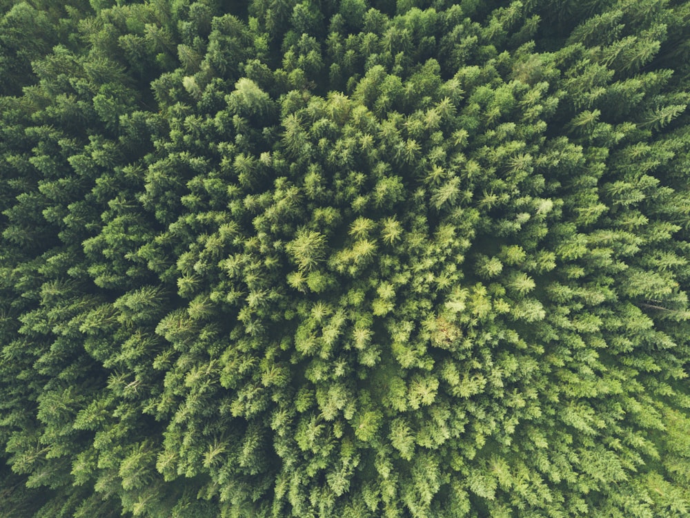 Fotografía de vista de pájaro de un árbol verde