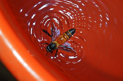 A wasp is floating on the surface of a red liquid, causing small ripples around it. The wasp's body is detailed, with visible wings and distinctive yellow and brown coloring.