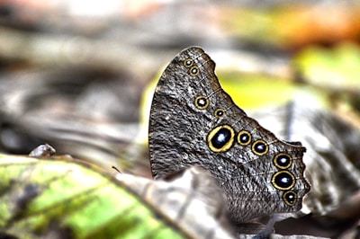 Close-up of a colorful butterfly wing pattern blending into a dark background.