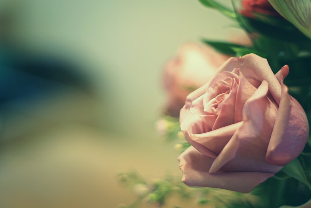 핑크 장미 꽃의 클로즈업 사진