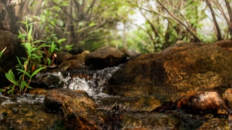 Close-up of native plants being planted along a stream bank to prevent erosion.