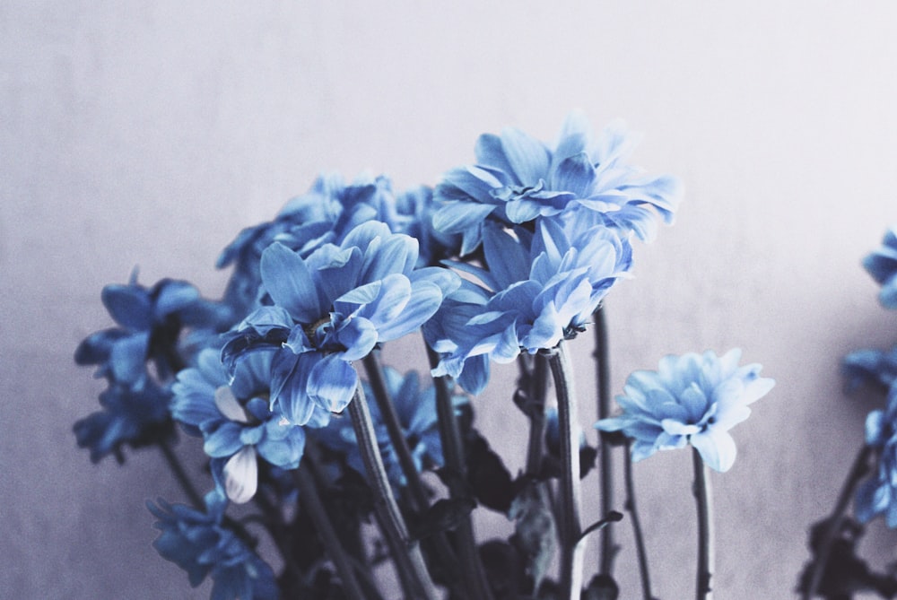 shallow focus photography of blue flowers