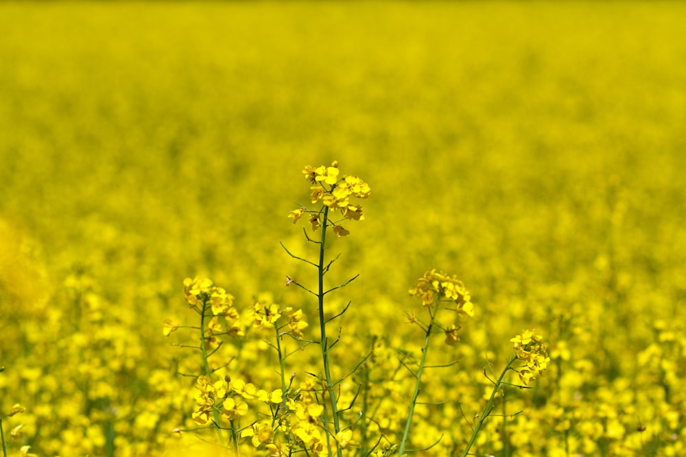 field of yellow flowers