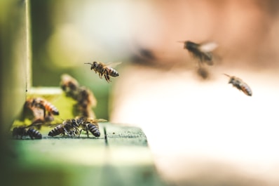 shallow focus photography of bees flew in mid air
