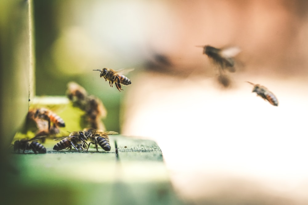 Photographie à faible mise au point d’abeilles volant dans les airs