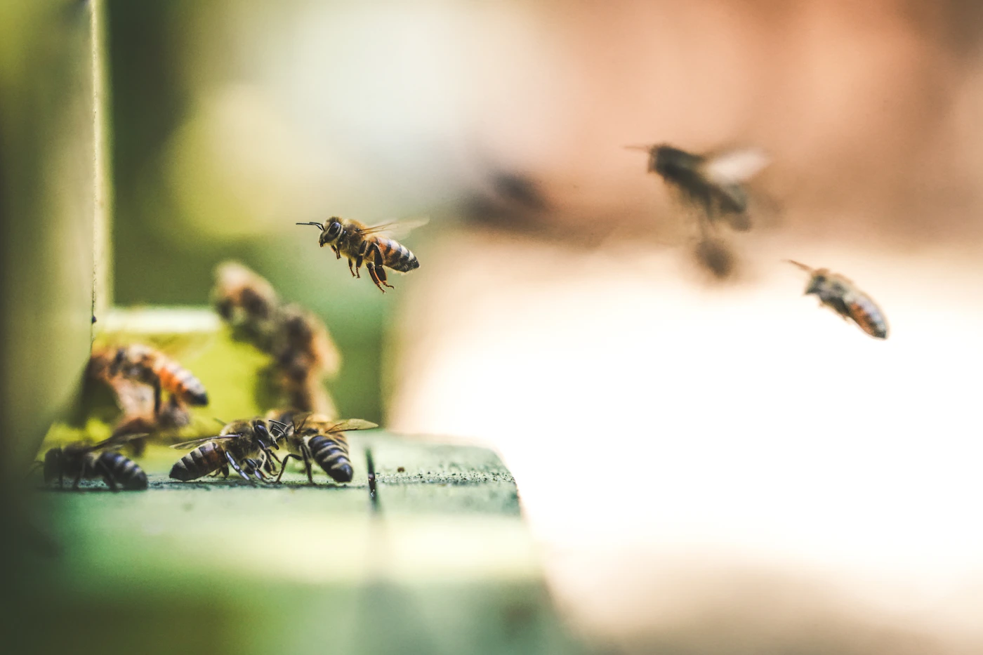 Honey Spotlight