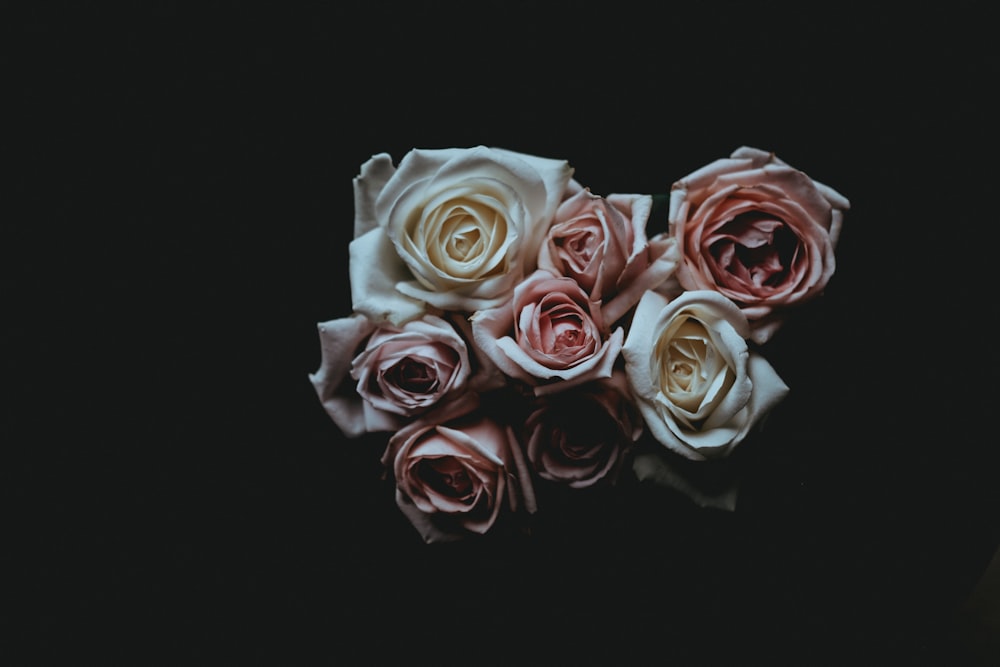low light photography of roses
