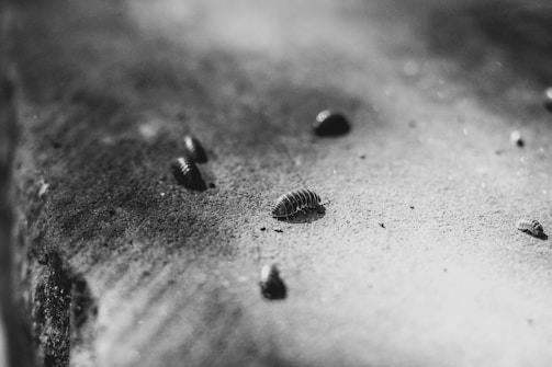 A close-up of common household pests on a surface.