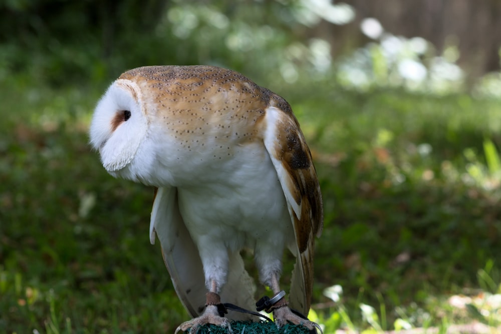 focus photo of brown and white owl