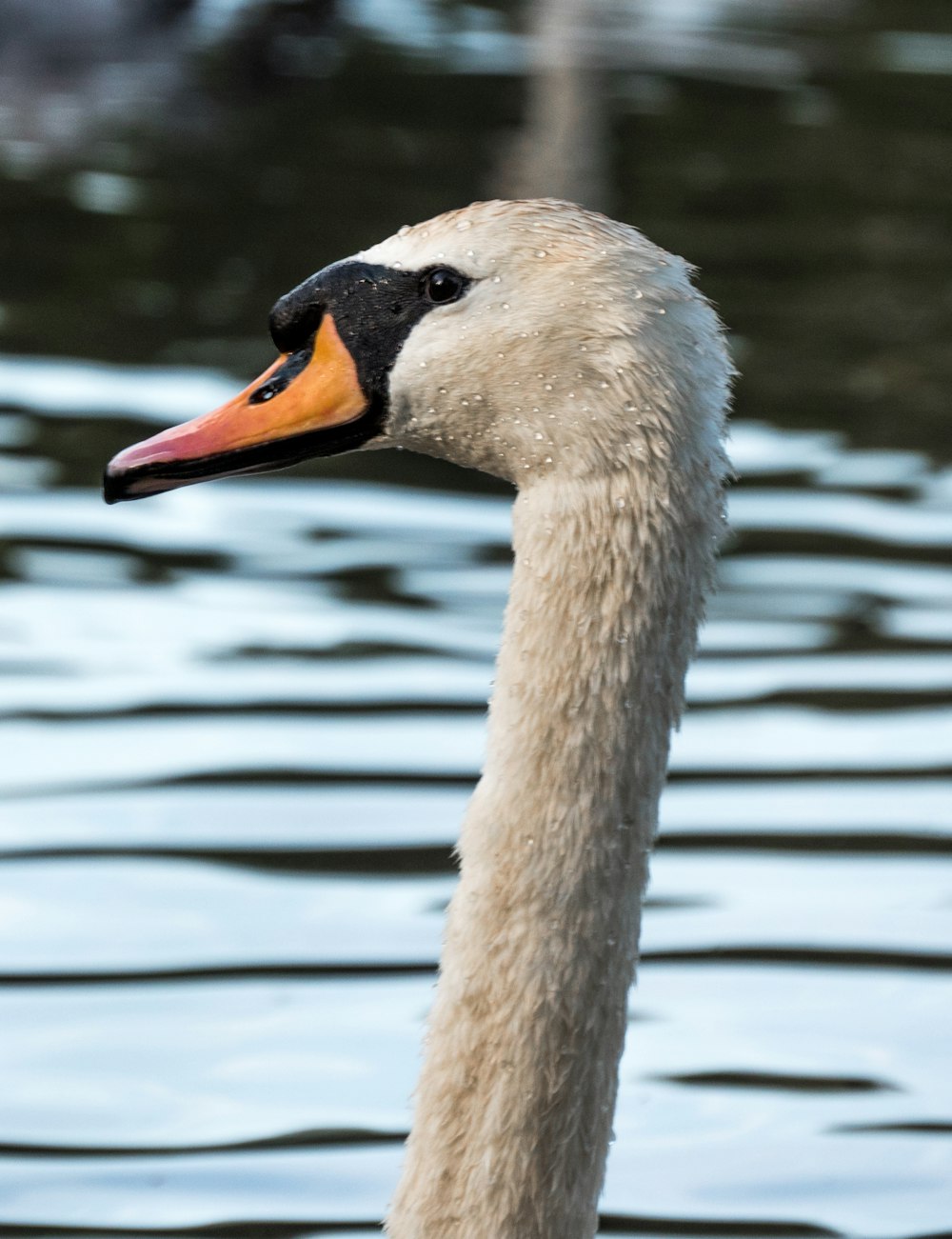 Sabot blanc sur l’eau