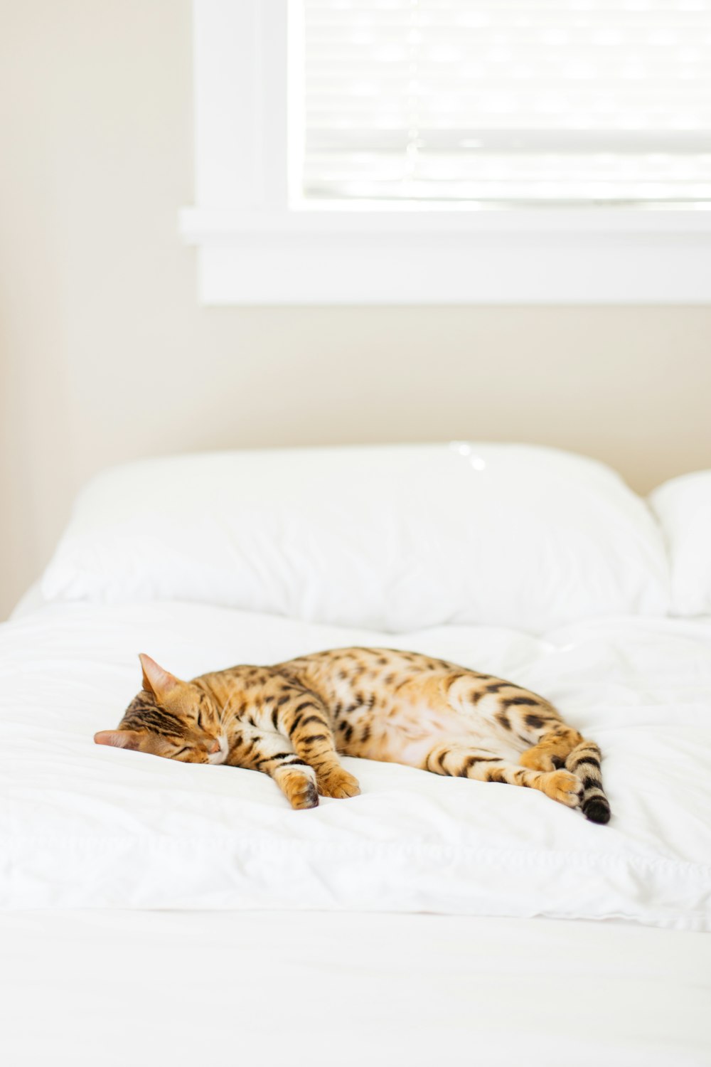 cat lying on bed