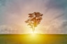 silhouette of tree on grass field with sunray under cloudy sky
