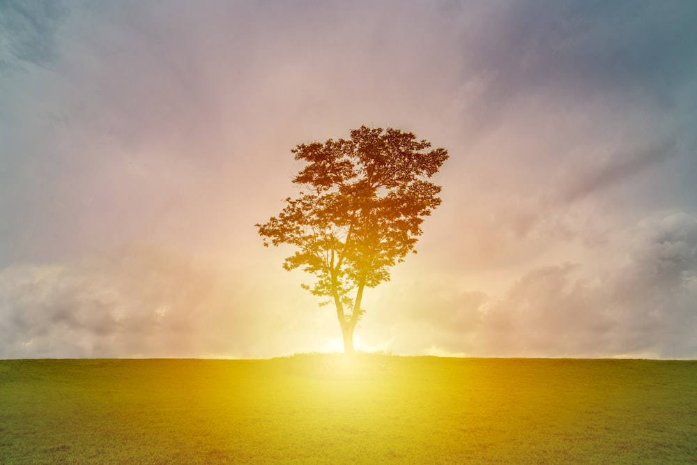 Silhouette eines Baumes auf einer Wiese mit Sonnenstrahl unter bewölktem Himmel