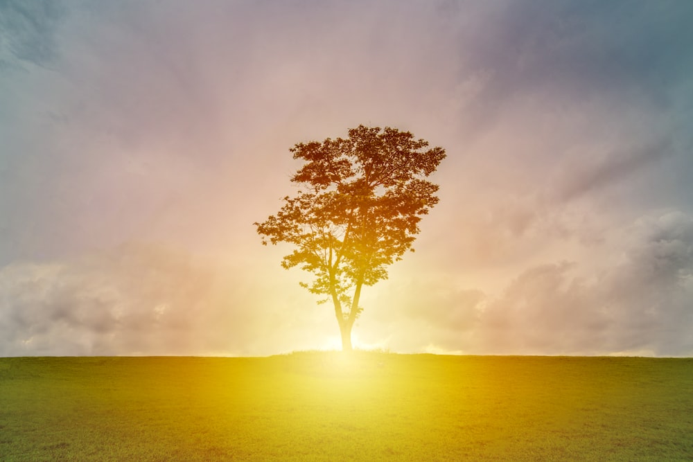 silhouette of tree on grass field with sunray under cloudy sky