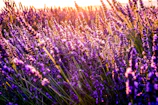 closeup photo of lavender bed