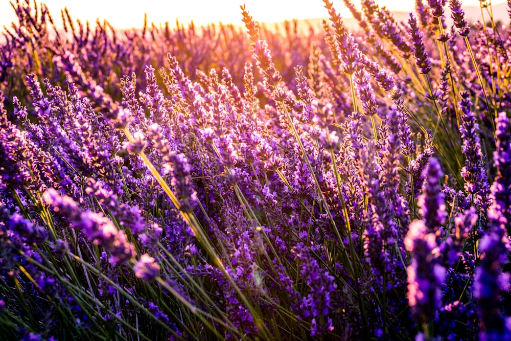 closeup photo of lavender bed