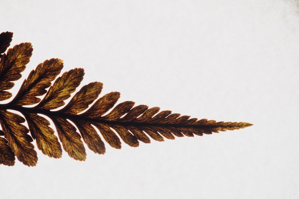 brown leaves on white background