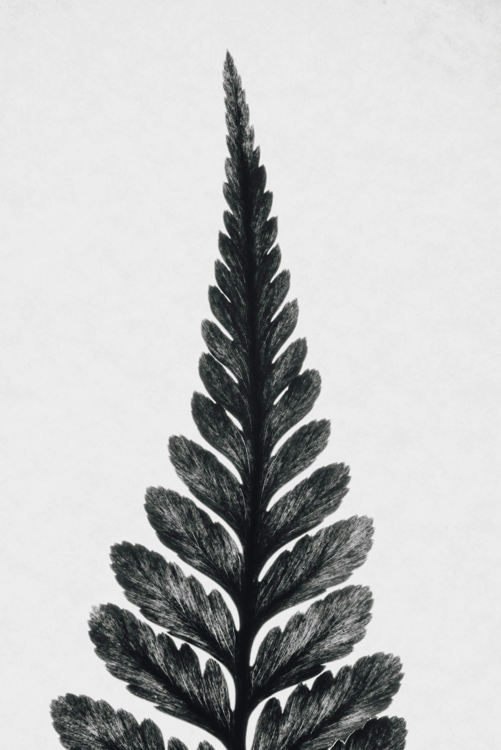 black leafed plant