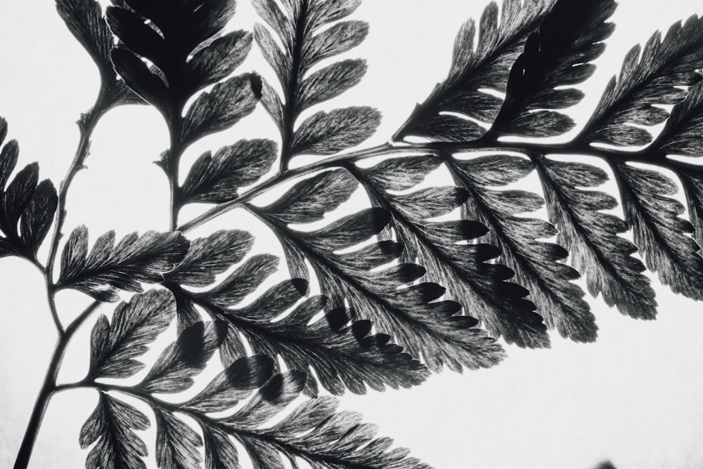 grayscale photo of leaves