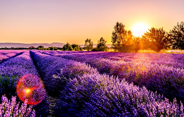 lavender field