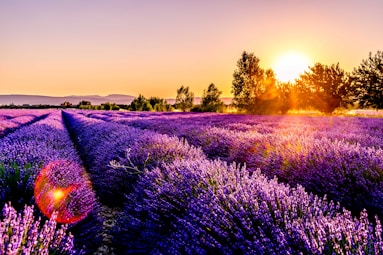 lavender field