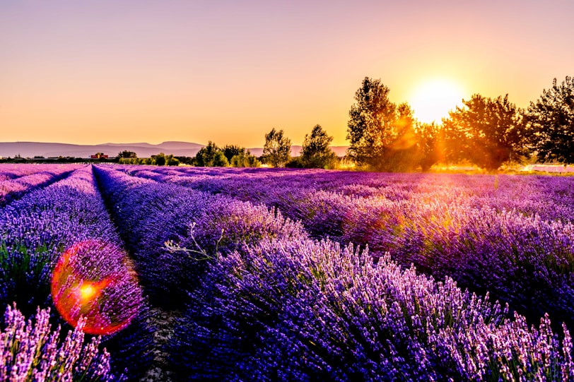 lavender field