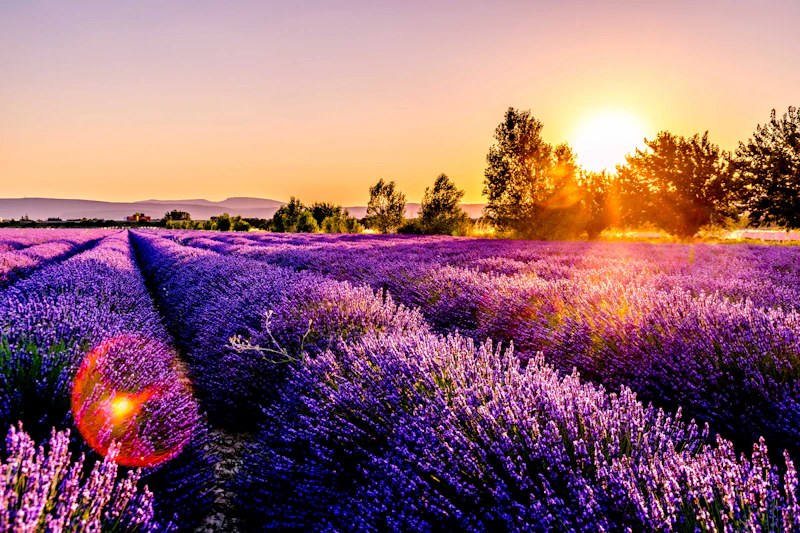 Purple lavender flowers