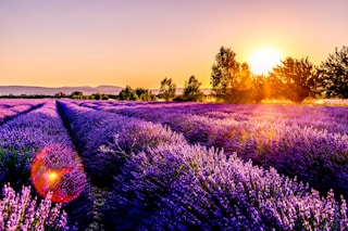 lavender field