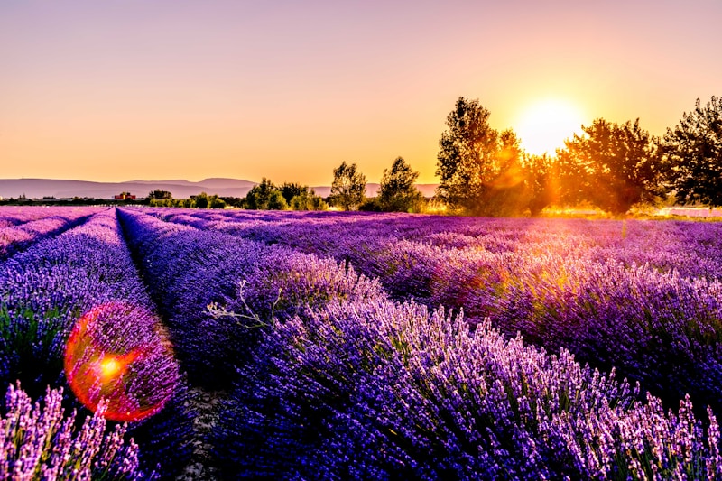 Garden in lavender