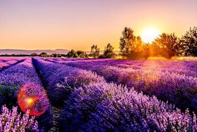 lavender field france zoom background