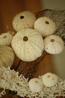 A collection of sea urchin shells displayed artistically in a museum setting.