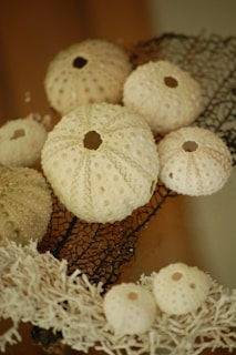 A collection of sea urchin shells displayed artistically in a museum setting.