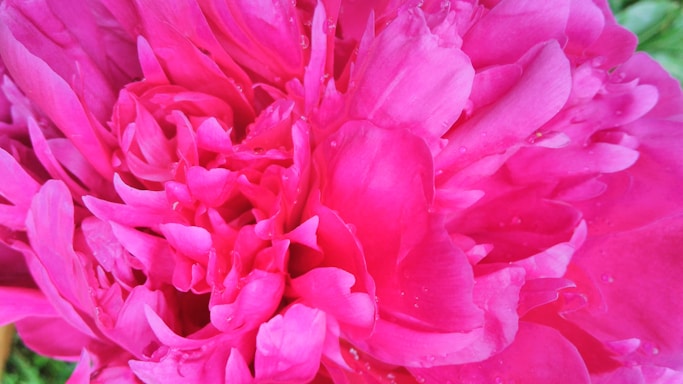 Bright magenta and pink floral arrangement with dew drops, styled elegantly.