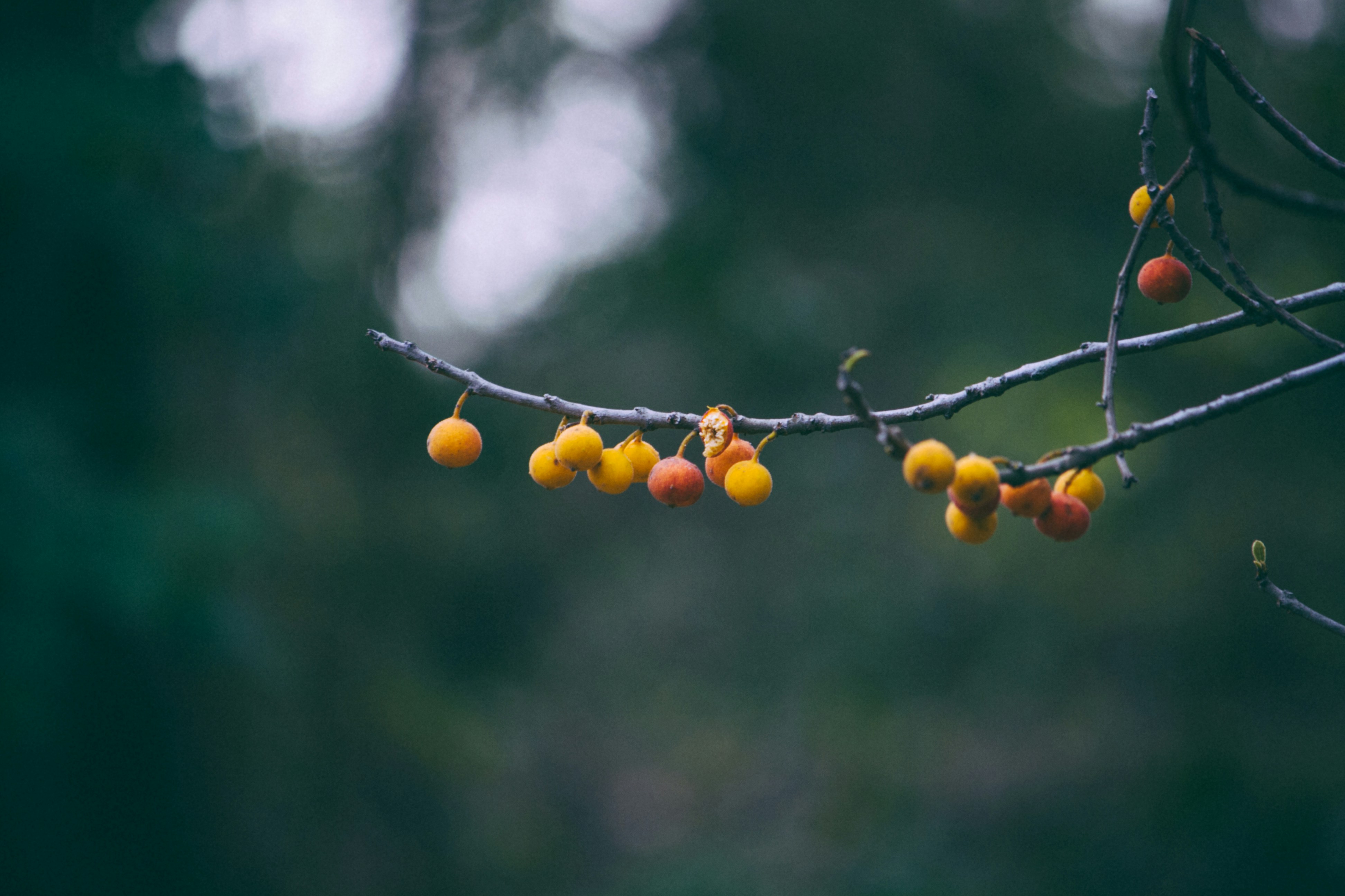 Jishnu Vediyoor (@pullipuli) | Unsplash Photo Community