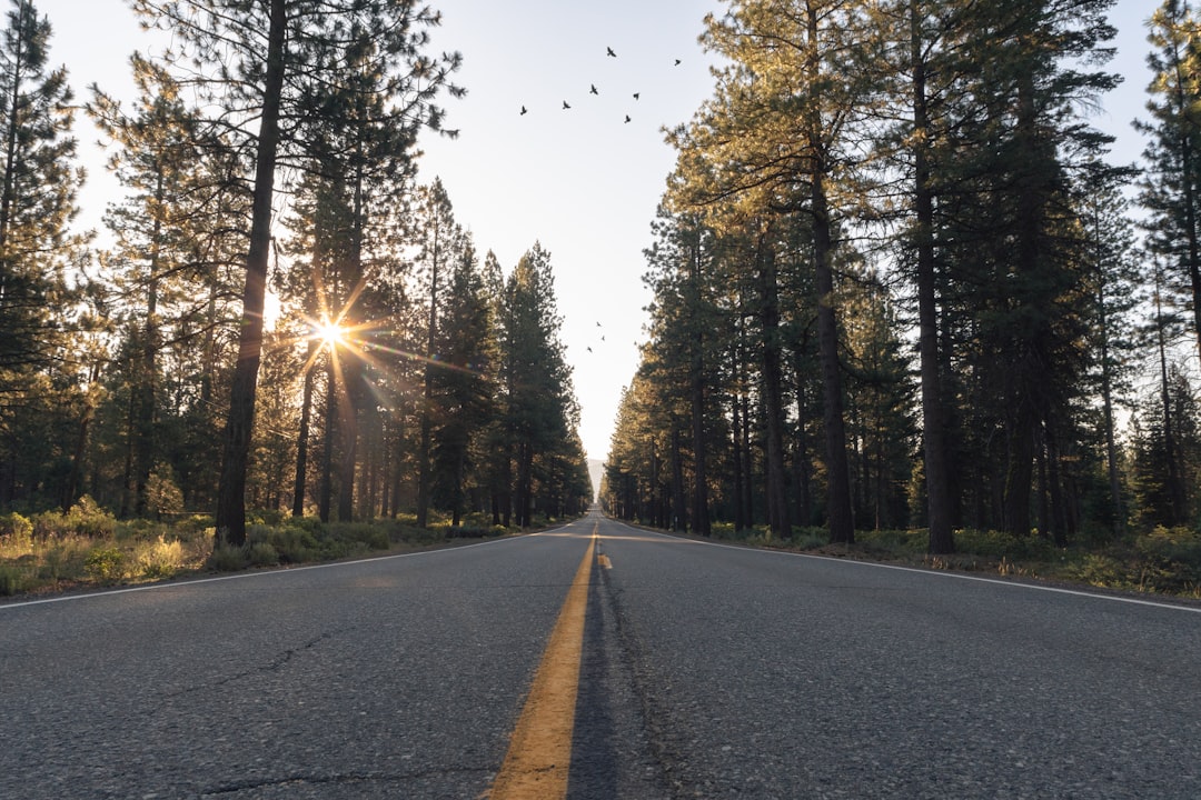 asphalt road in the middle of pine forest during day