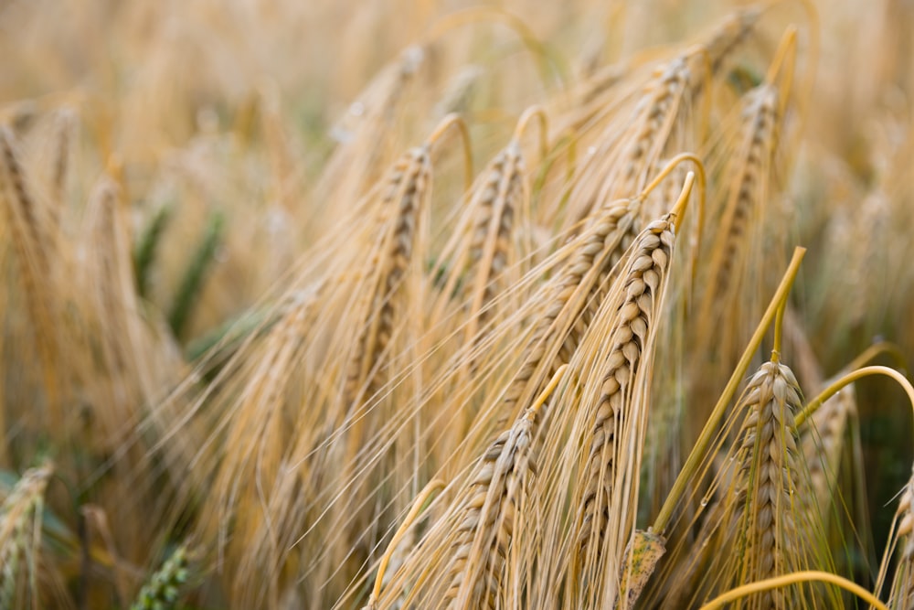 shallow focus of rice grains