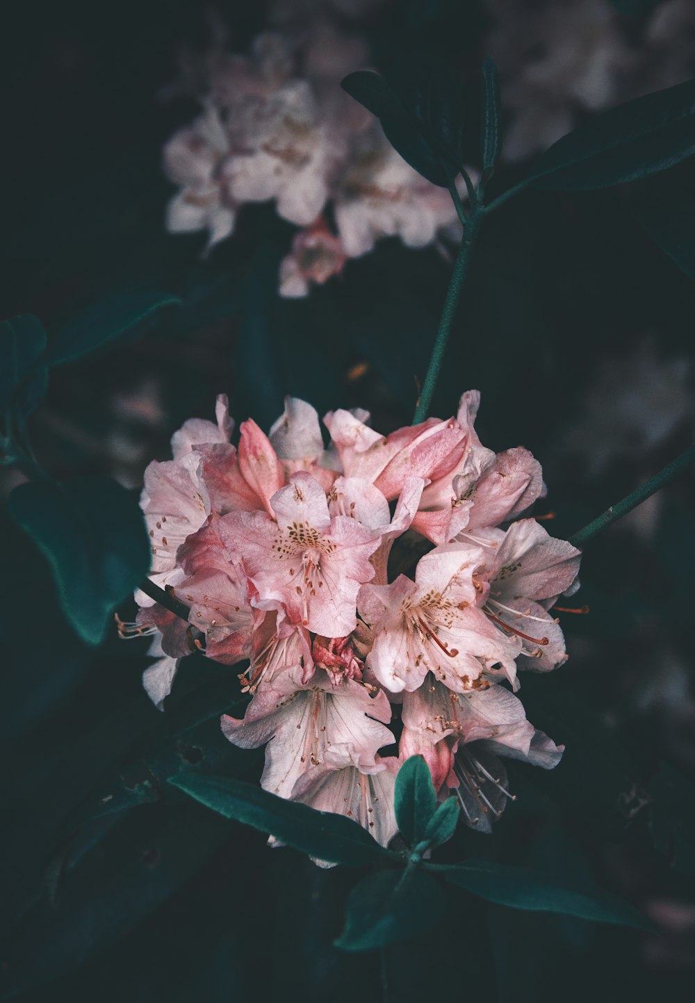 fleurs aux pétales roses