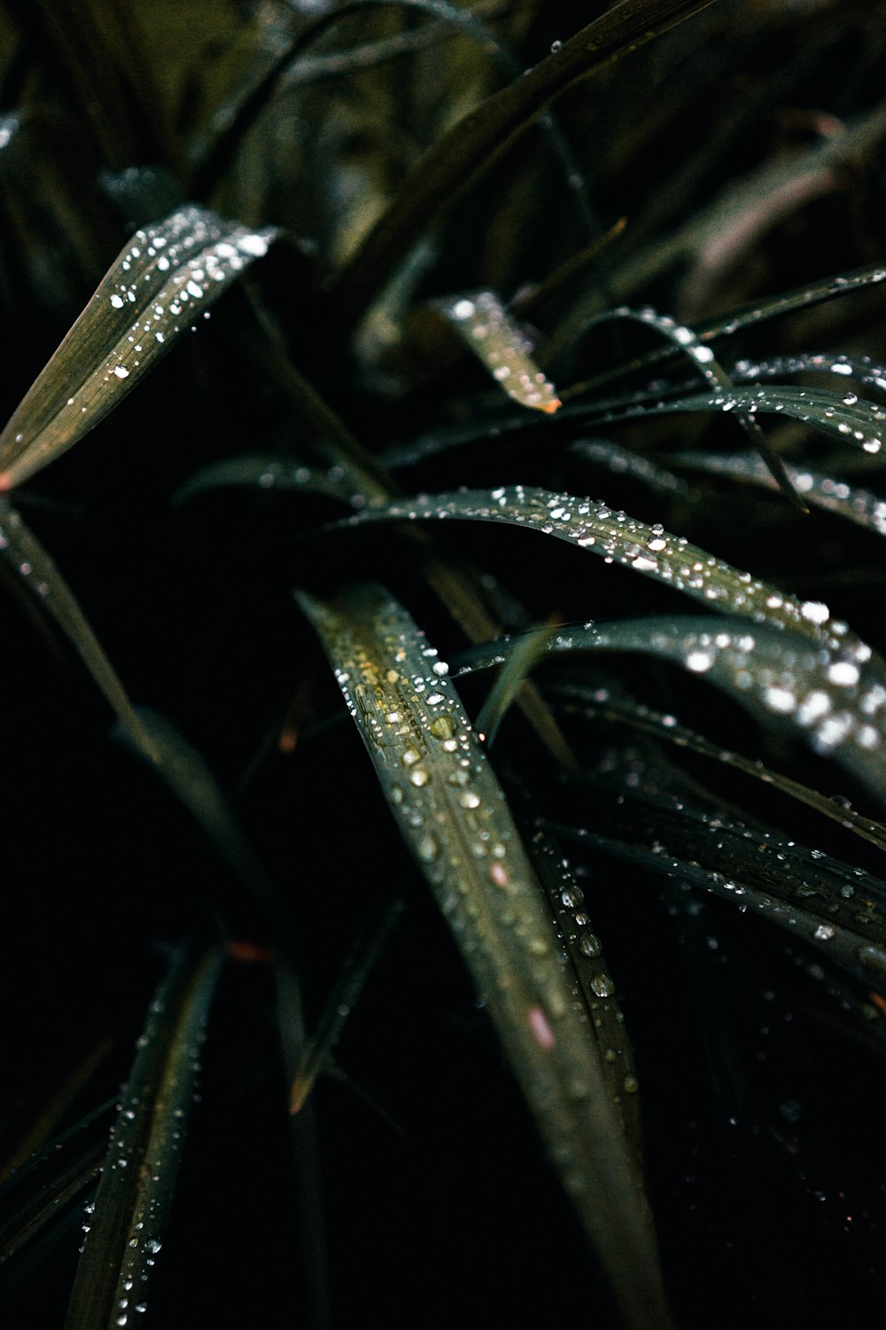 Pflanzenblätter mit Regen bedeckt.