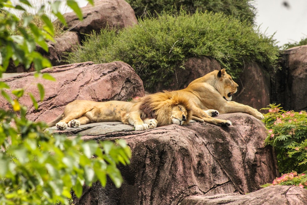 lion and lioness laying on rock formation