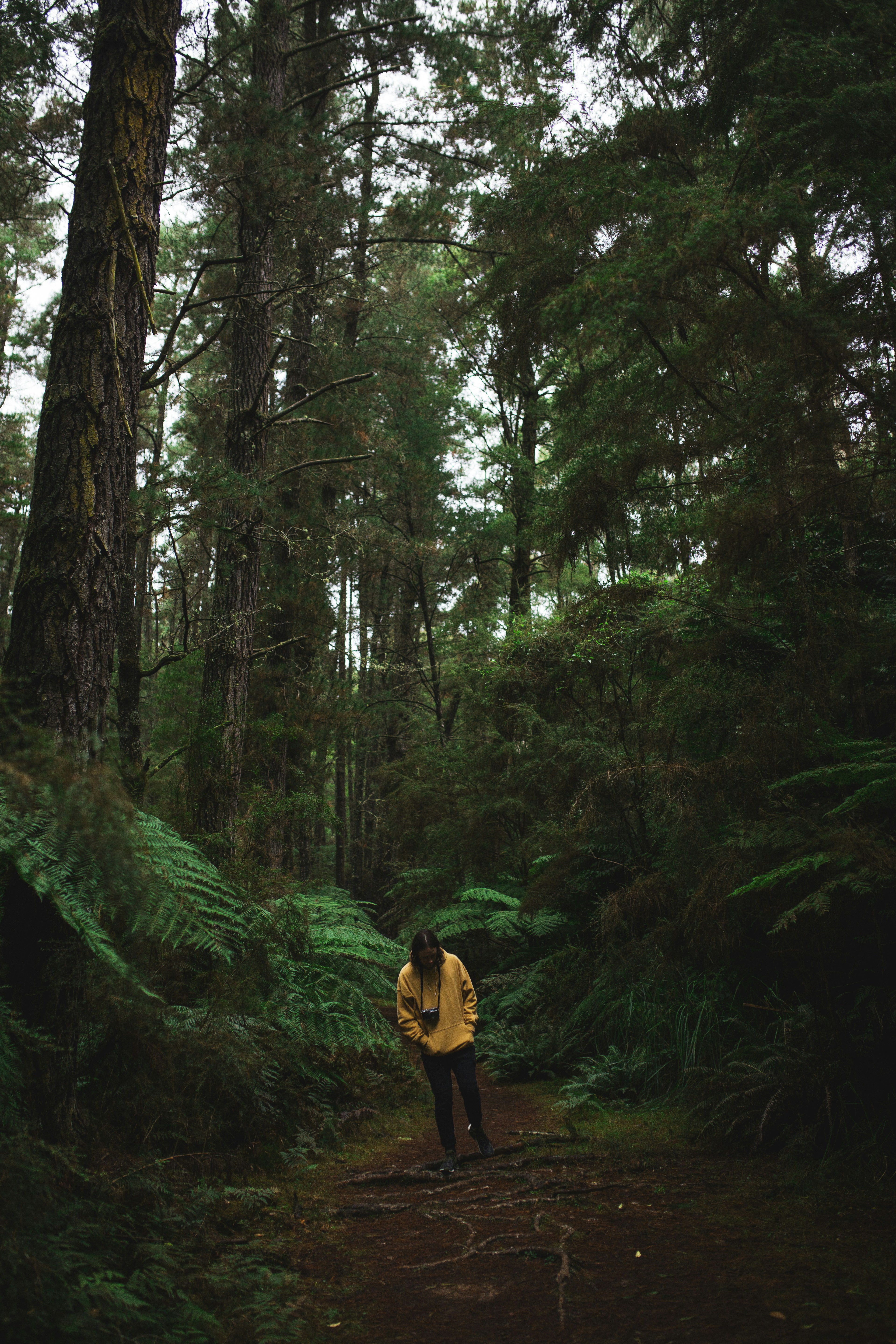 Проводящий через лес. Грунтовая дорога через лес. Шварцвальд дорога. Проводящий через лес. Старинный лес.