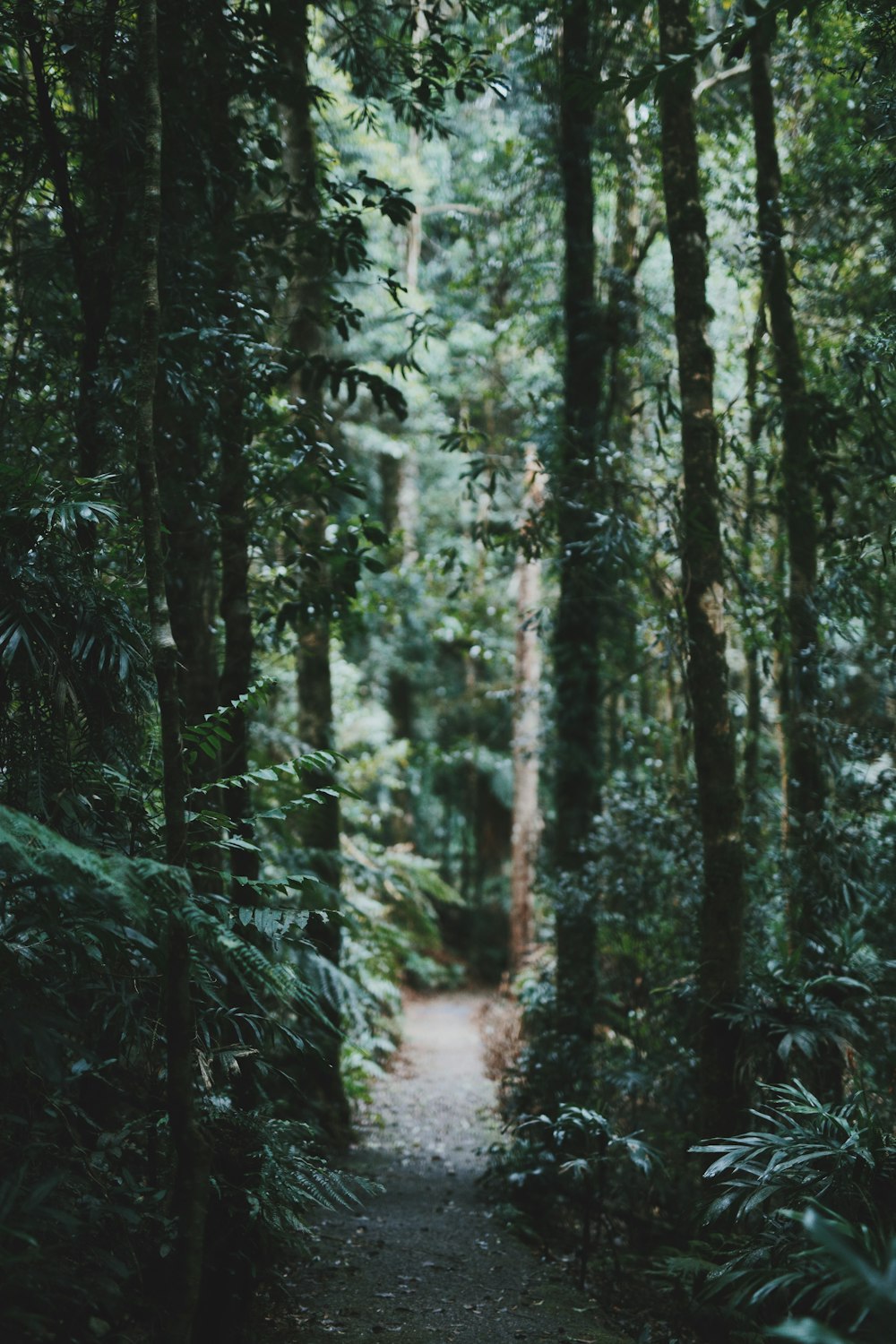 desired pathway surrounded with trees