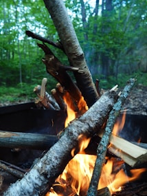 A stack of wooden logs is arranged in a fire pit, with bright orange flames flickering around them. The backdrop features a lush forest with dense green foliage, indicating a natural outdoor setting. The logs display varying shades of brown and the bark appears rough and textured.