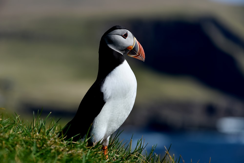 Selektives Fokusfoto eines weißen und schwarzen Vogels