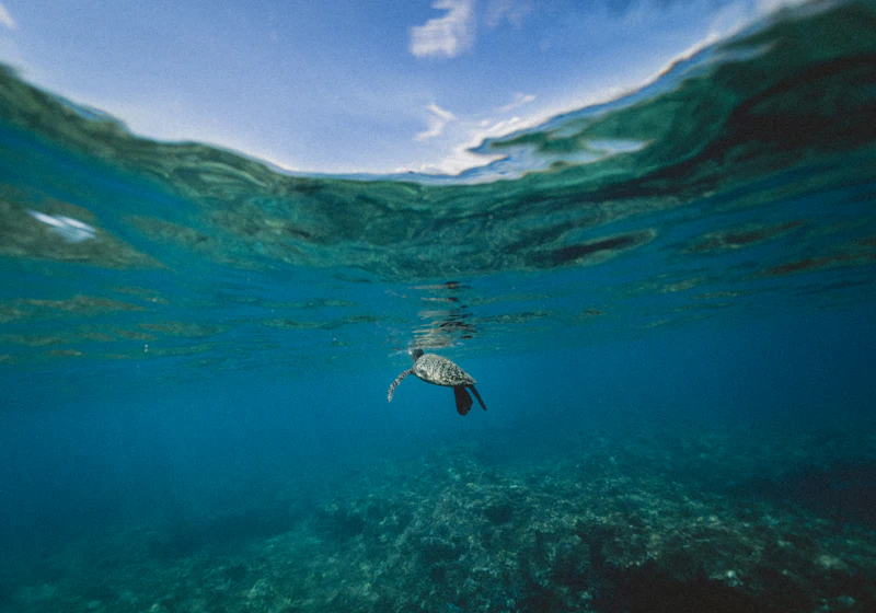 Molokini Crater and Turtle Town from Kīhei