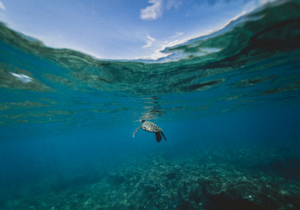 turtle swimming underwater during daytime
